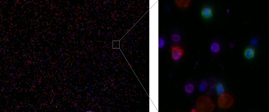 Zellfärbung humaner Leukozyten mit DAPI, CD14-Atto488, CD16-PE, CD3-APC