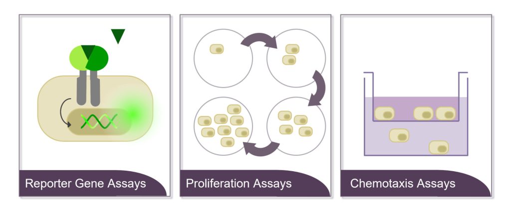 Angebotene Assay von Invigate: 1. Reportergen Assays, 2. Proliferationsassays, 3. Chemotaxis Assay