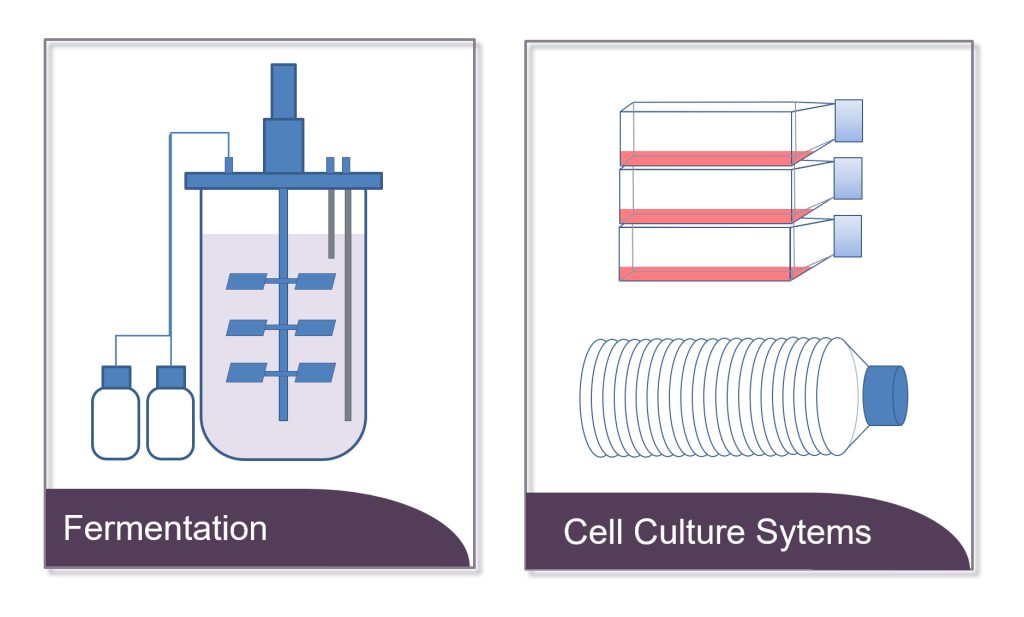 Übersicht über Expressionsysteme: 1. Fermentation (E. coli), 2. Zellkultur