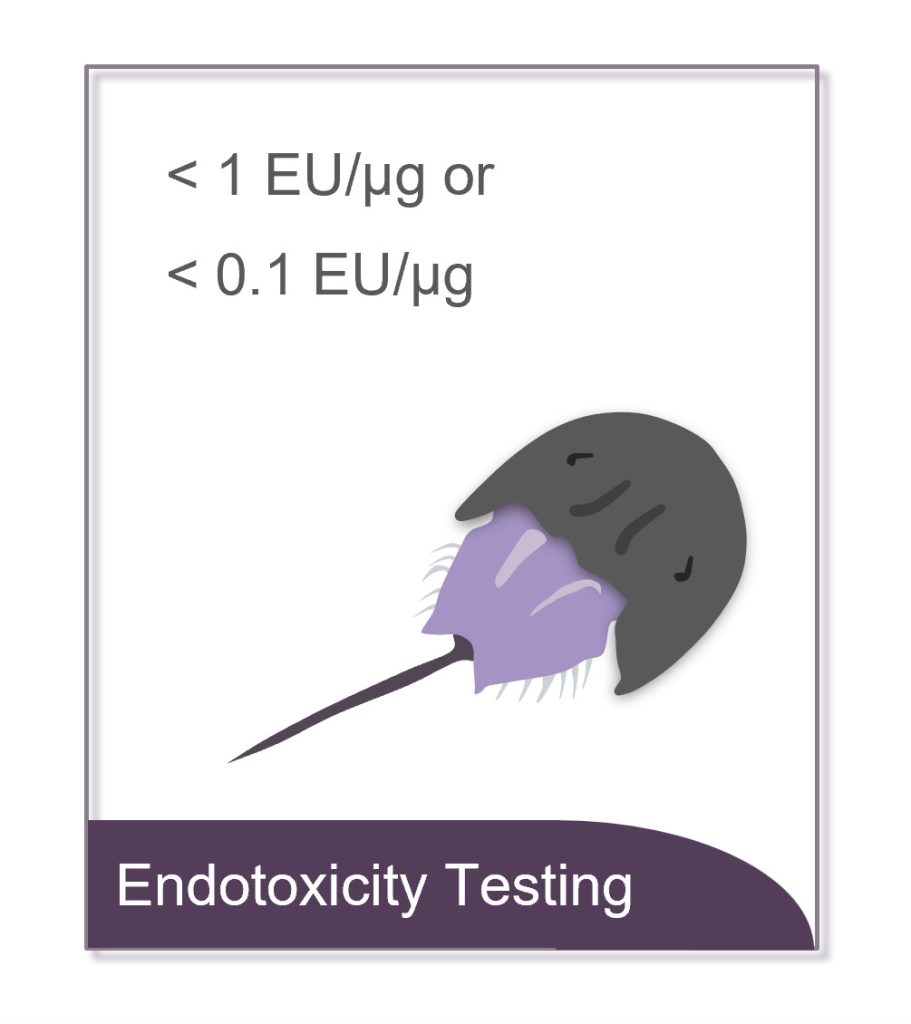 Das Bild zeigt eine Limulus-Amöbe als Symbol für die Analyse des Endotoxin-Gehalts.