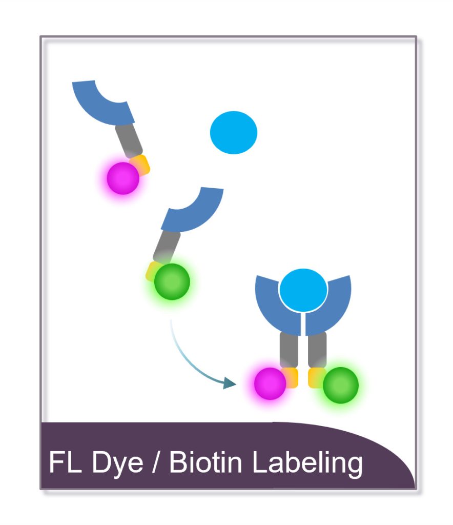 Schematische Darstellung der Kopplung von Fluoreszenzfarbstoffen oder Biotin an Antikörper