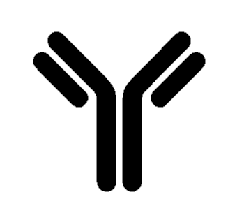 Icon Antibody