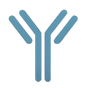 Icon Antibody